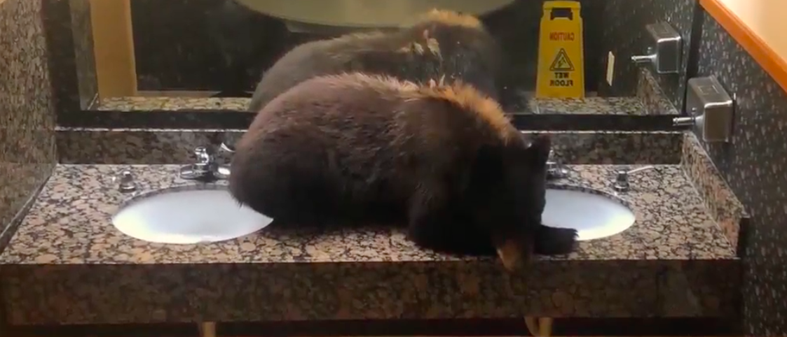 WATCH: Bear sneaks into Montana restroom